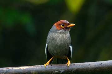 Nature wildlife image bird of a Chestnut-hooded laughingthrush on perch at nature habits in Sabah,...