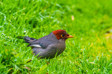 Nature wildlife image bird of a Chestnut-hooded laughingthrush on perch at nature habits in Sabah, Borneo