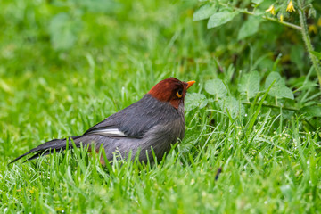 Nature wildlife image bird of a Chestnut-hooded laughingthrush on perch at nature habits in Sabah,...