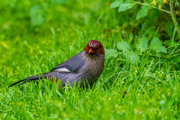 Nature wildlife image bird of a Chestnut-hooded laughingthrush on perch at nature habits in Sabah,...