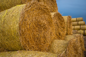 a man sits in stored yellow rolls of hay against a blue sky