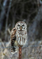 owl on a fence