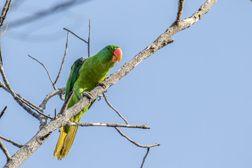 Nature wildlife bird of The blue-naped parrot also the blue-crowned green parrot in Nature habits