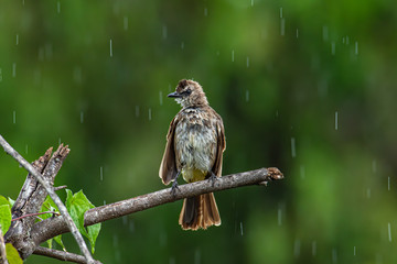 Nature wildlife bird Yellow-vented bulbul isolated on green background during raining