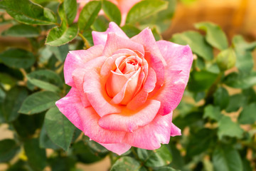 closeup of Pink roses on the tree in the garden background.