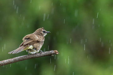 Nature wildlife bird Yellow-vented bulbul isolated on green background during raining