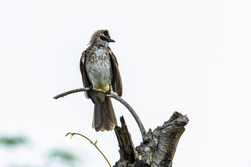 Nature wildlife bird ellow-vented bulbul on perch