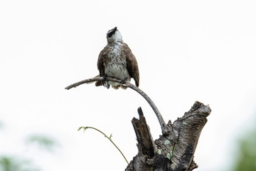 Nature wildlife bird ellow-vented bulbul on perch