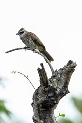 Nature wildlife bird ellow-vented bulbul on perch