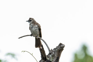 Nature wildlife bird ellow-vented bulbul on perch