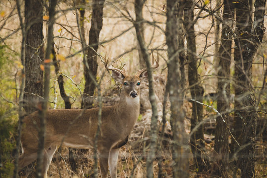 deer in the woods © jason-walthall.pixel