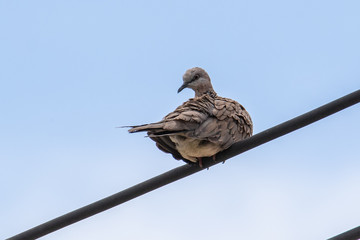 Pigeon dove bird stand on electric wire with clear sky blue background