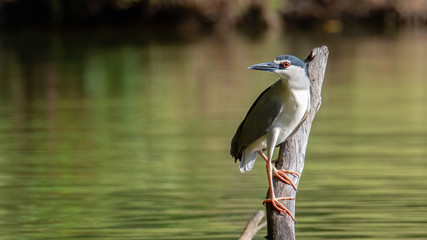 Black-crowned night heron bird in real nature in Sabah, Borneo