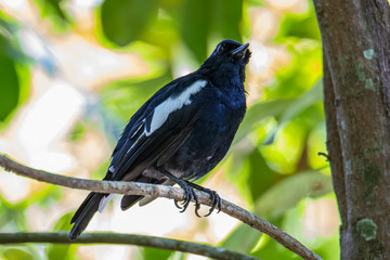 Nature wildlifd bird of Orintal Magpie-robin on perch