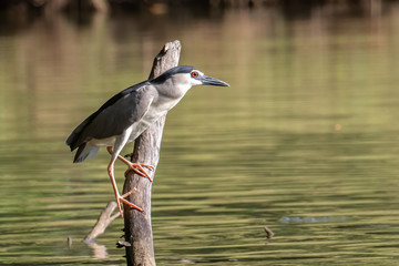 Black-crowned night heron bird in real nature in Sabah, Borneo