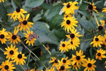 Obraz premium yellow flowers in a field with a butterfly