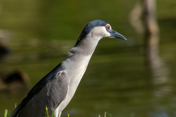 Black-crowned night heron bird in real nature in Sabah, Borneo