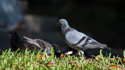 Close up head shot of beautiful speed racing pigeon bird, Rock dove or common pigeon bird on ground