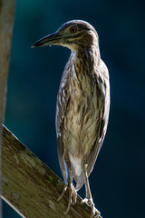 Nature wildlife bird of Rufous Night Heron (immature) in nature wetland at Sabah, Borneo