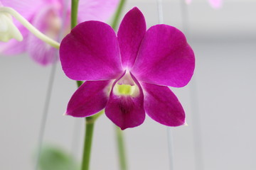 purple orchid flower