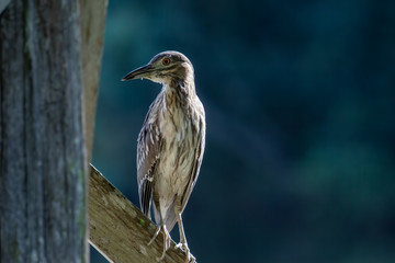 Nature wildlife bird of Rufous Night Heron (immature) in nature wetland at Sabah, Borneo