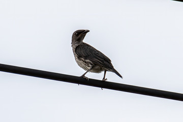 Asian Glossy Starlings bird standing on electric cable