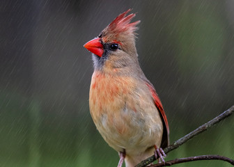 cardinal in the rain