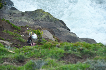 Yellow eyed Penguin at the edge of the lighthouse next to Moeraki Boulders, New Zealand. The yellow-eyed penguin is a tall, heavy penguin with a distinctive pale yellow uncrested band of feathers pass
