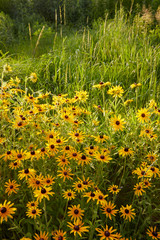 Fototapeta premium Field of yellow wild flowers and green grasses in summertime and bright sunshine