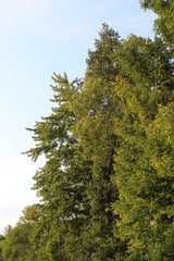 pine trees in the forest