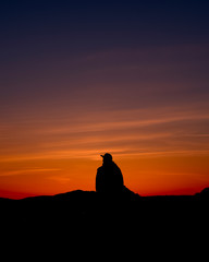 silhouette of a man in the sunset