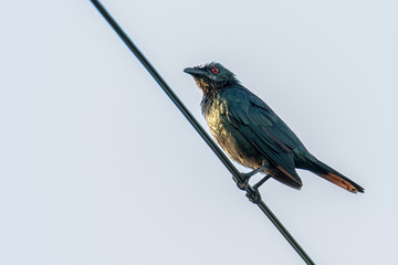 Asian Glossy Starlings bird standing on electric cable