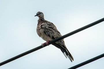 Pigeon dove bird stand on electric wire with clear sky blue background