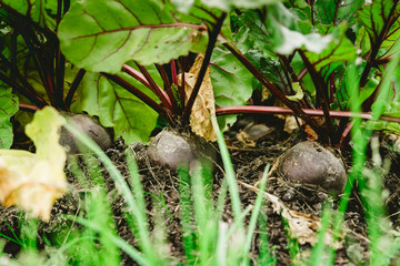 Beets grow on a personal plot. High quality photo