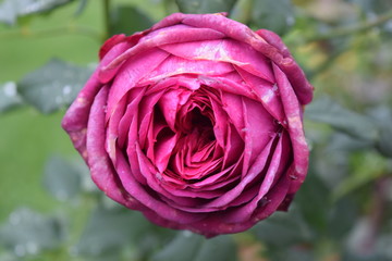 Lila Rose mit Regentropfen 