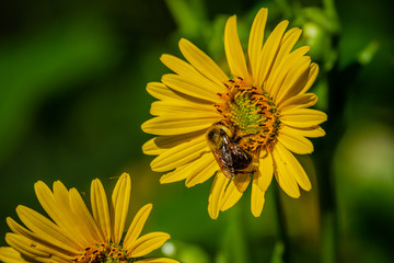  The cheerful sunflower or perennial sunflower is a plant in the daisy family. It is widespread in scattered locations across much of Canada from Newfoundland to British Columbia