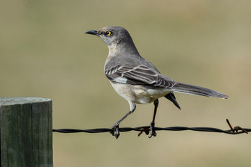 mockingbird on barbed wire
