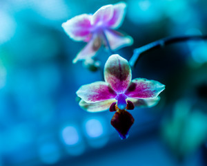 pink orchid on blue background