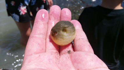 puffer fish is on the hand design for ocean education concept
