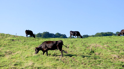 Fototapeta na wymiar 牧場の坂を歩く黒毛和牛