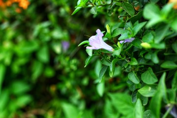 Fototapeta premium white flowers in the forest