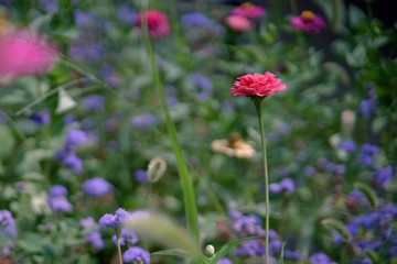 3分割構図 お花