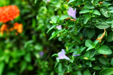 wild flowers in the garden