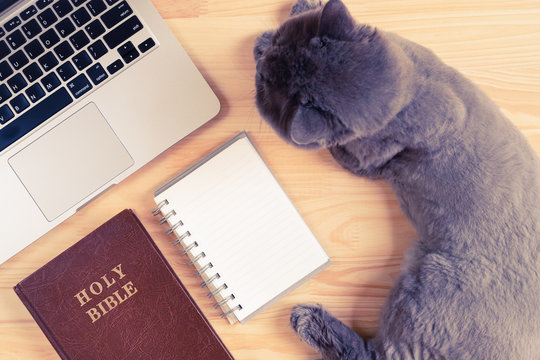 Top view of laptop, Holy Bible, notebook, and cat on wooden background