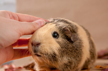 A woman 's hand strokes a beige American Guinea pig