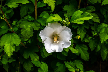 Hibiscus flowers in the garden