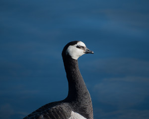 canada goose portrait