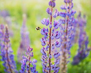 Obraz premium lavender flowers close up