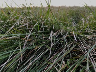 grass in the wind