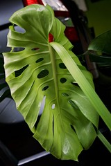 Focusing on tropical Plant's leaves , Texture of green leaves, Monstera leaf in flowerpot at the terrace , Garden in the building , young monstera leaf growing 